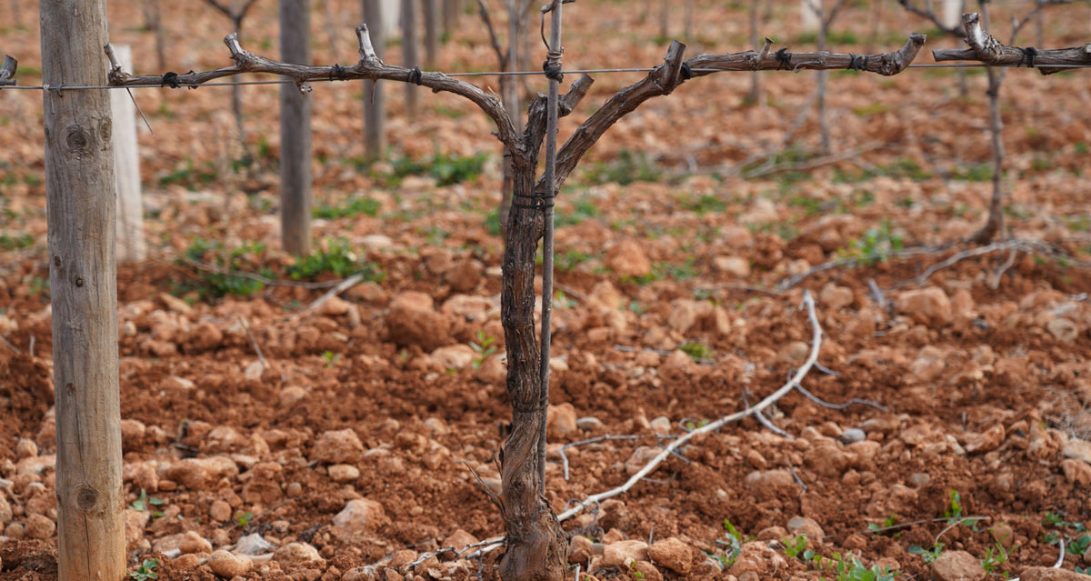 Trellising Process Training methods (Trellising) – BiniVista